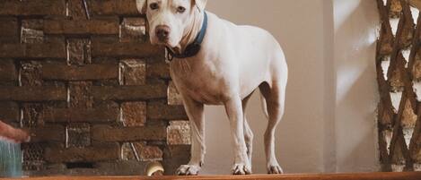A dog standing on a staircase with a brick wall and a woven basket in the background.