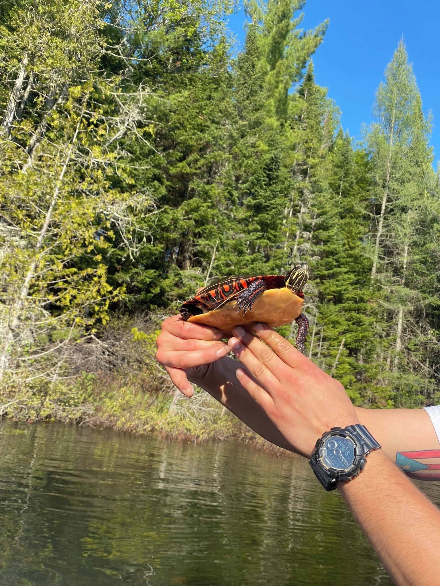Una persona sosteniendo una tortuga junto a un río, con árboles al fondo.
