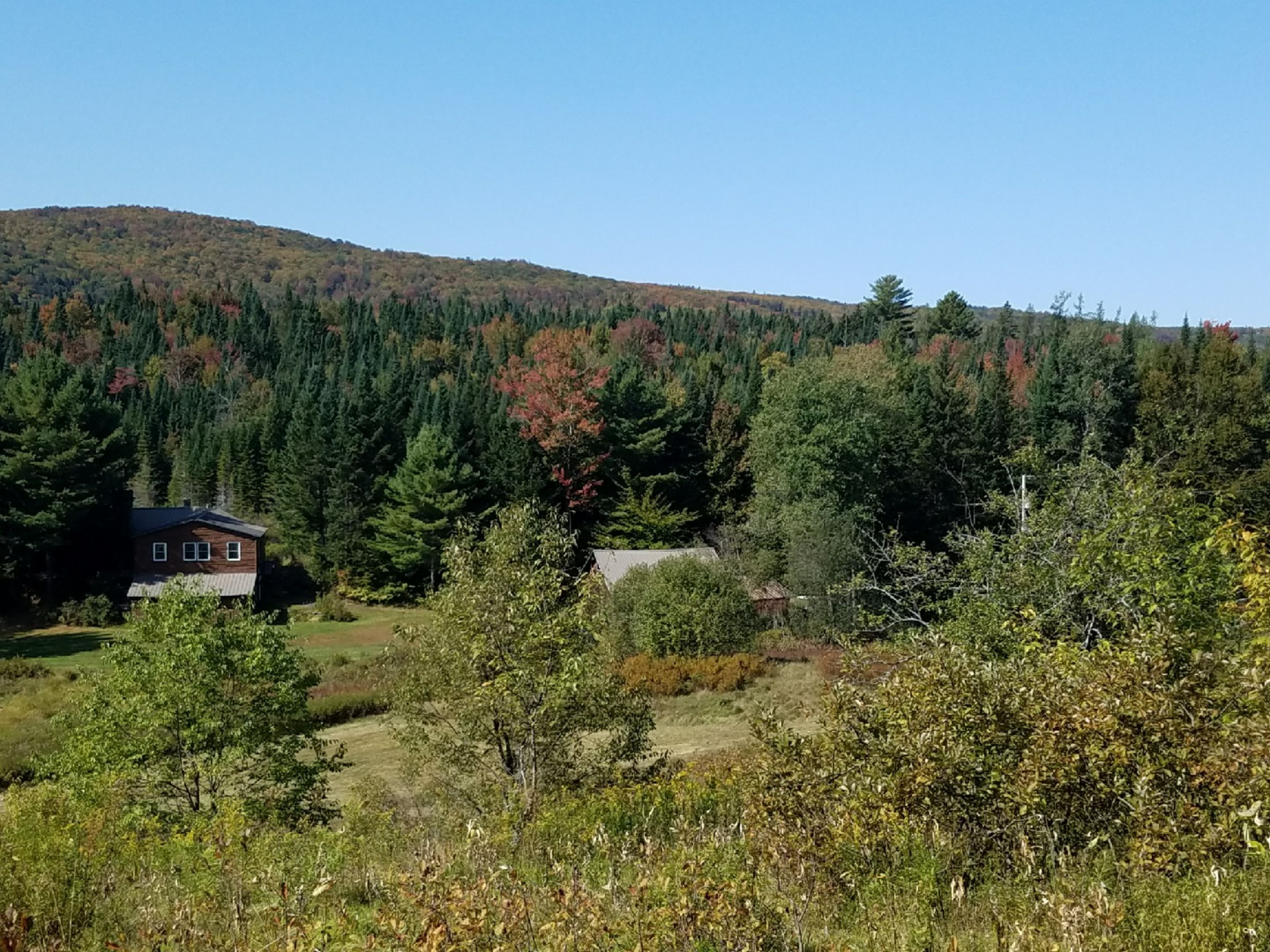 A cabin surrounded by dense forest and a hill in the background.