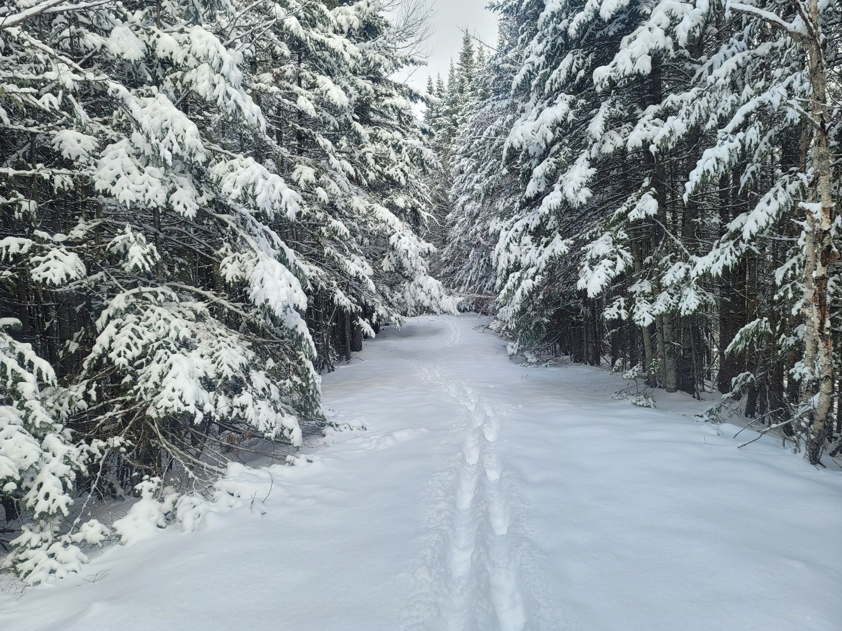 A snow-covered forest path.