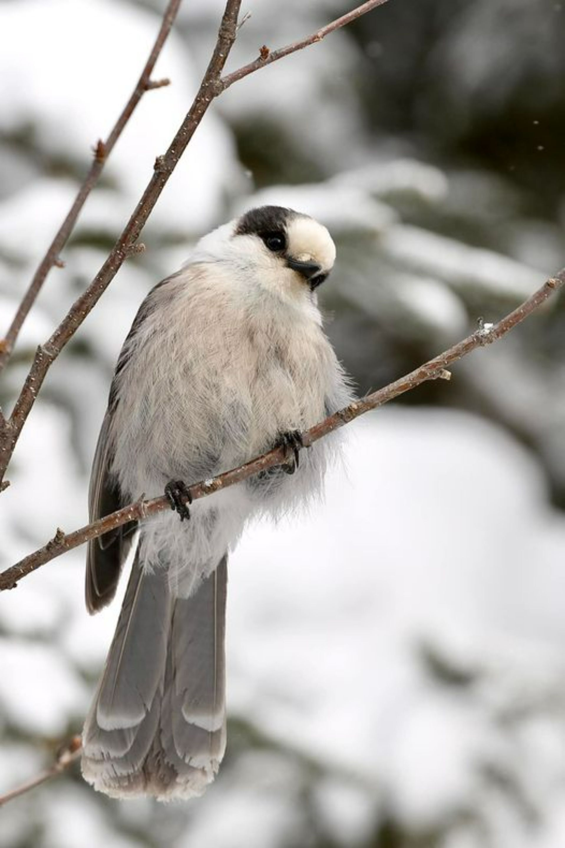 A bird perched on a branch with a snowy background.