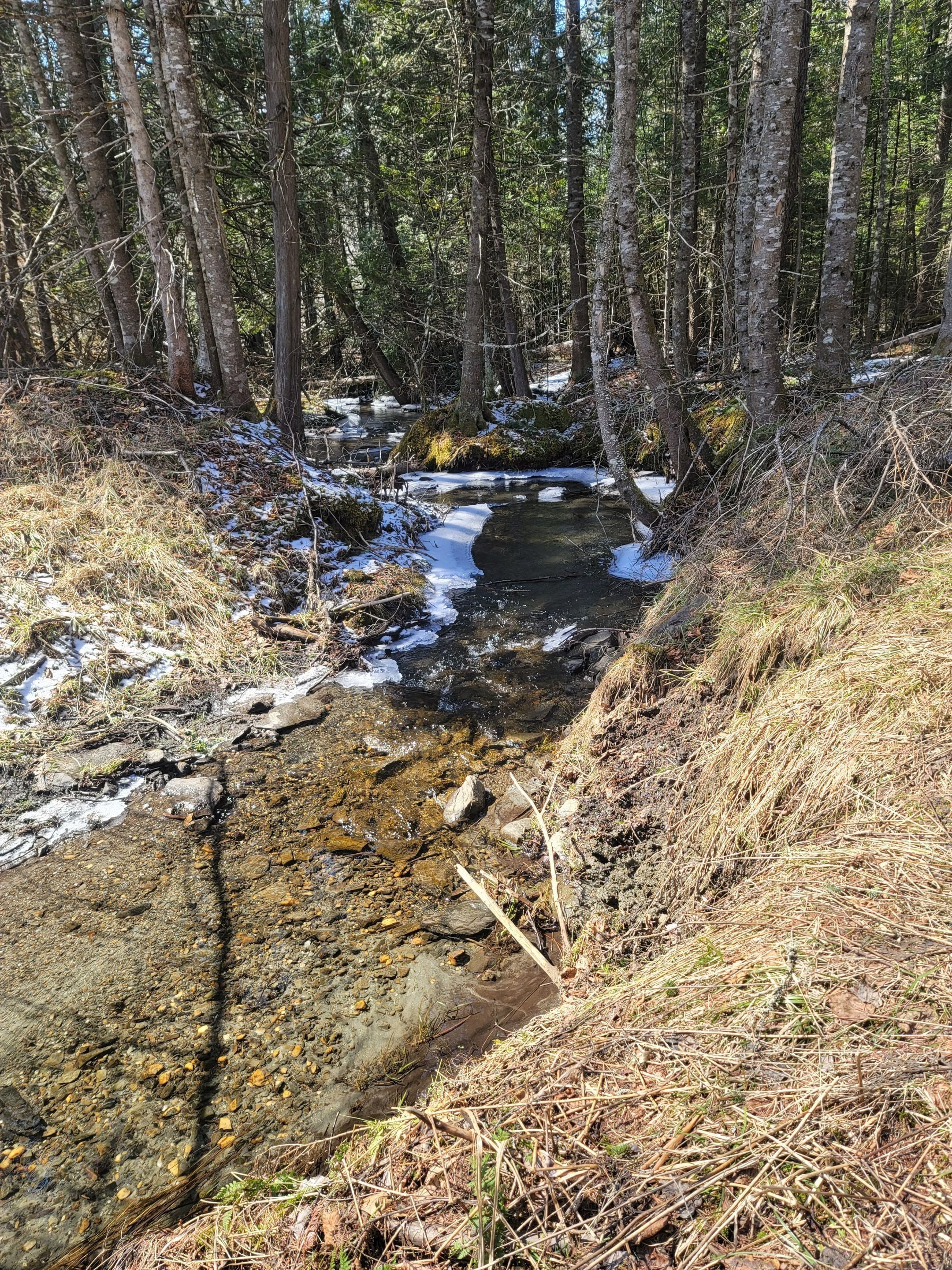 A forested area with a stream and snow patches.