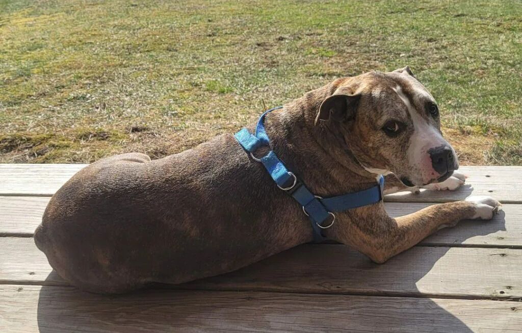 A dog lying on a wooden deck with a grassy background.