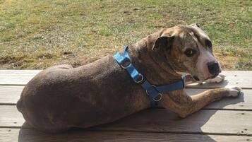 A dog lying on a wooden deck with a grassy background.