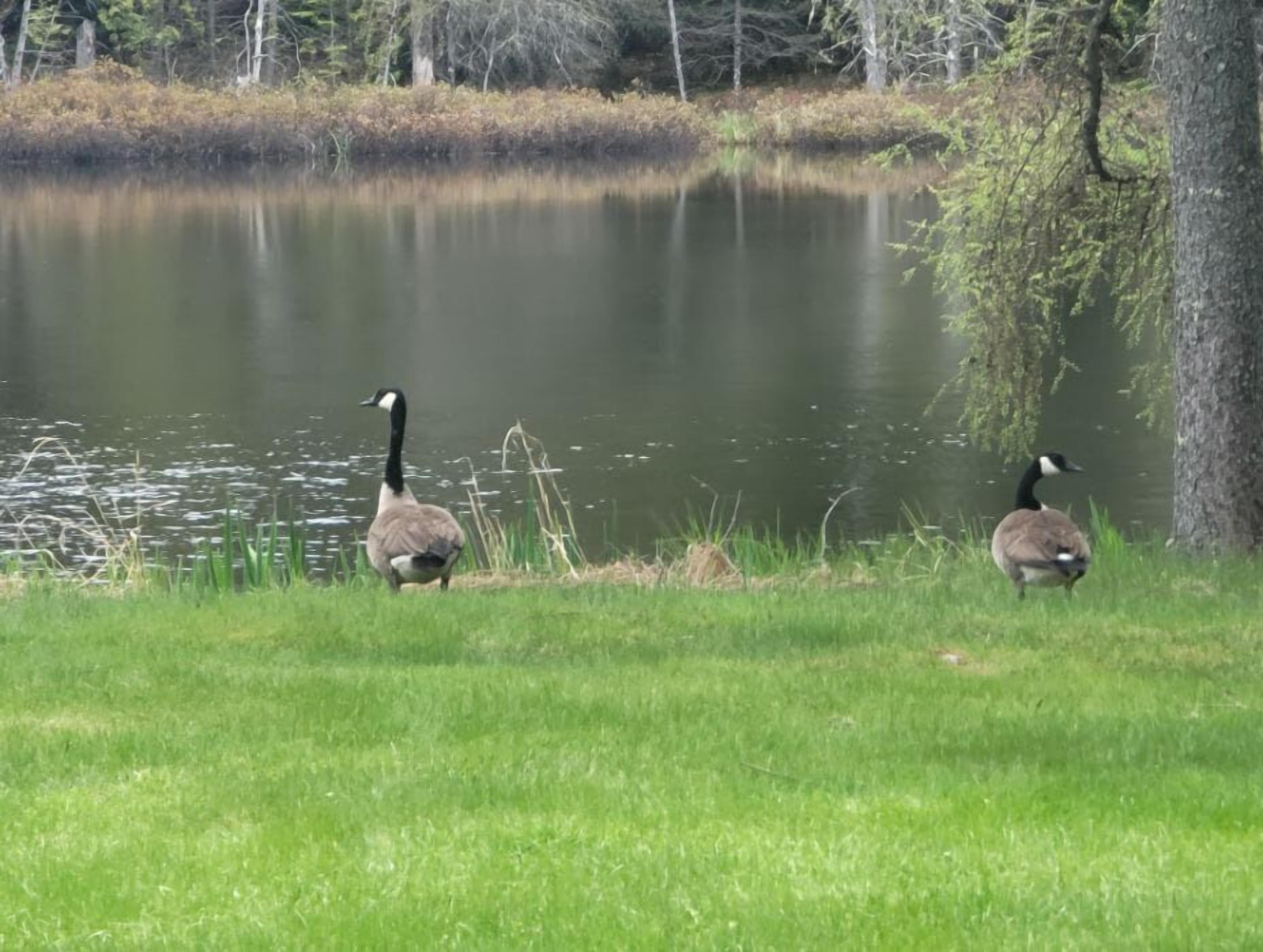 A grassy area near a body of water with trees in the background.