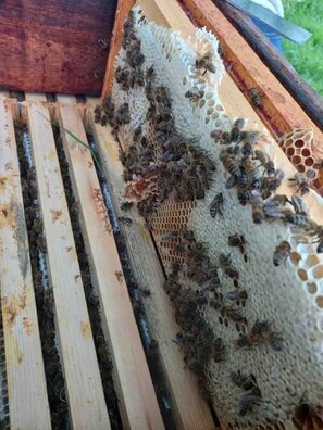 Property grounds - Yonder Meadow- Together but separate. (Rewe)