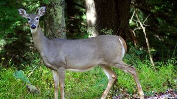 A deer standing in a forested area with trees and grass.