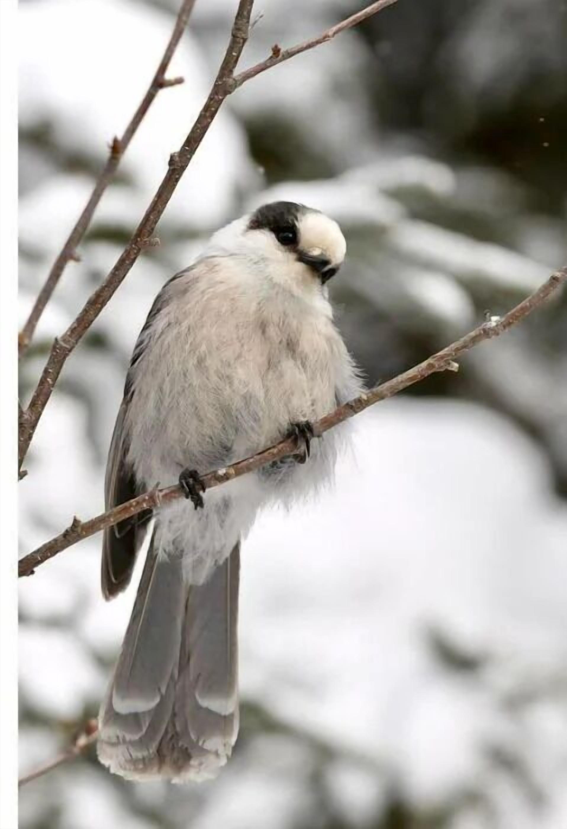 A bird perched on a branch.