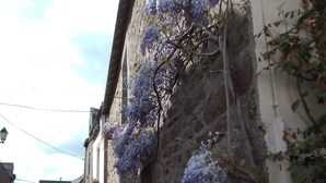 Een smalle straat met stenen gebouwen, sommige overwoekerd met klimplanten en bloemen.