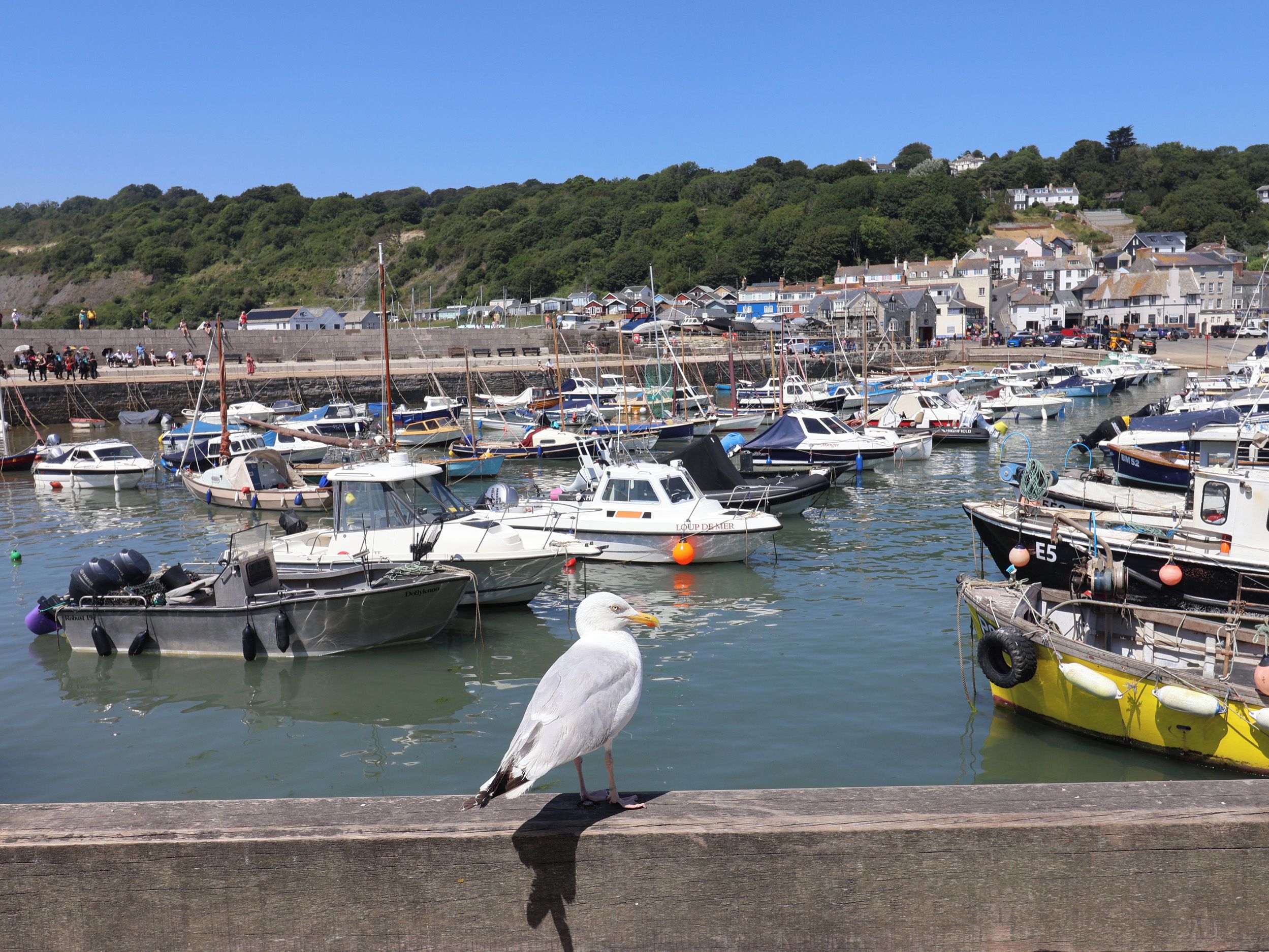 A harbor with multiple boats docked, a seagull on the pier, and a backdrop of houses and greenery.