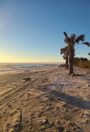 A sandy beach with footprints, a palm tree, and a dog.