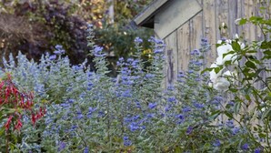 A wooden structure surrounded by various plants and flowers. - Lavender Cottage (Seaton)