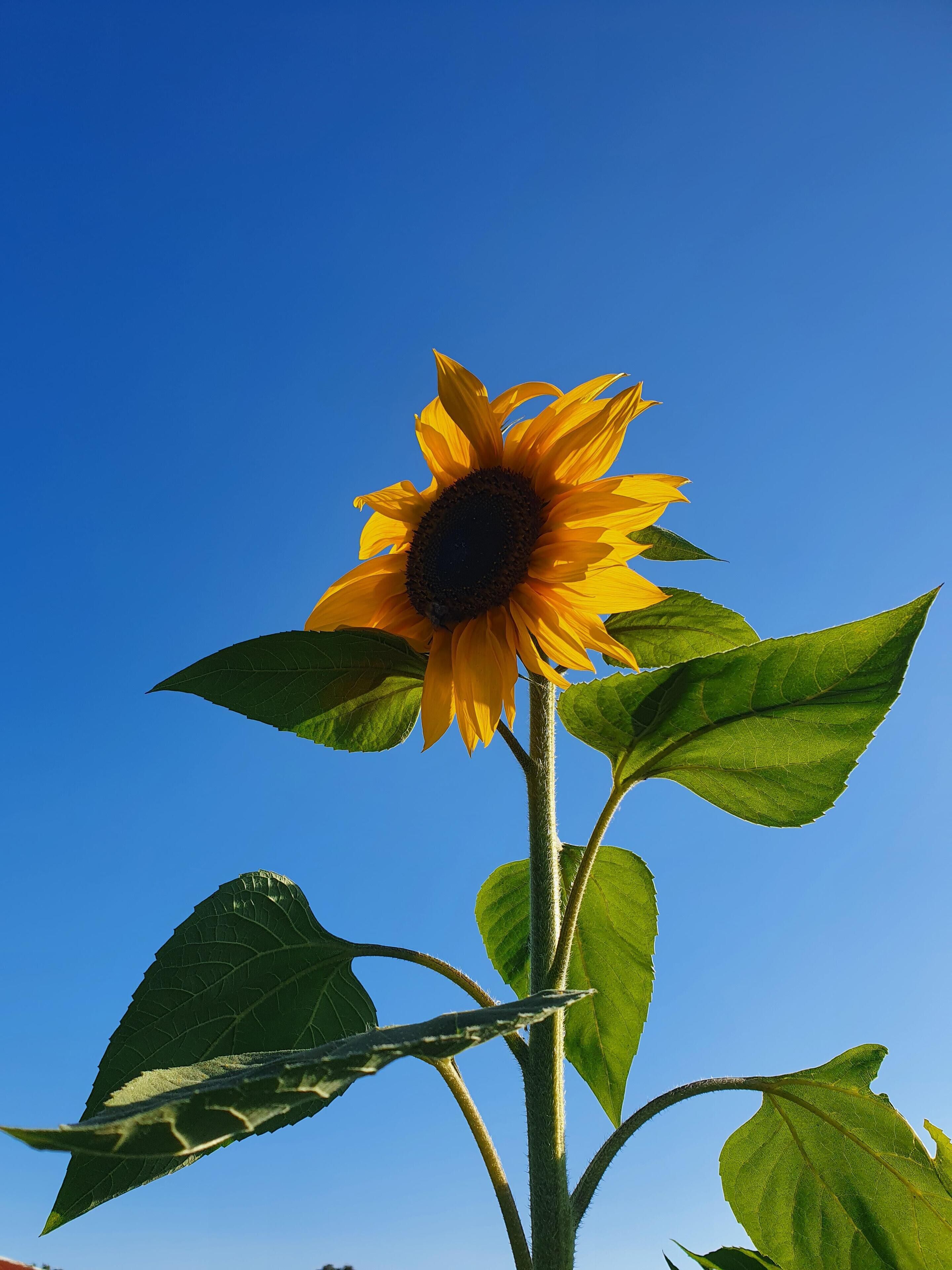 Ein Sonnenblume vor blauem Himmel.