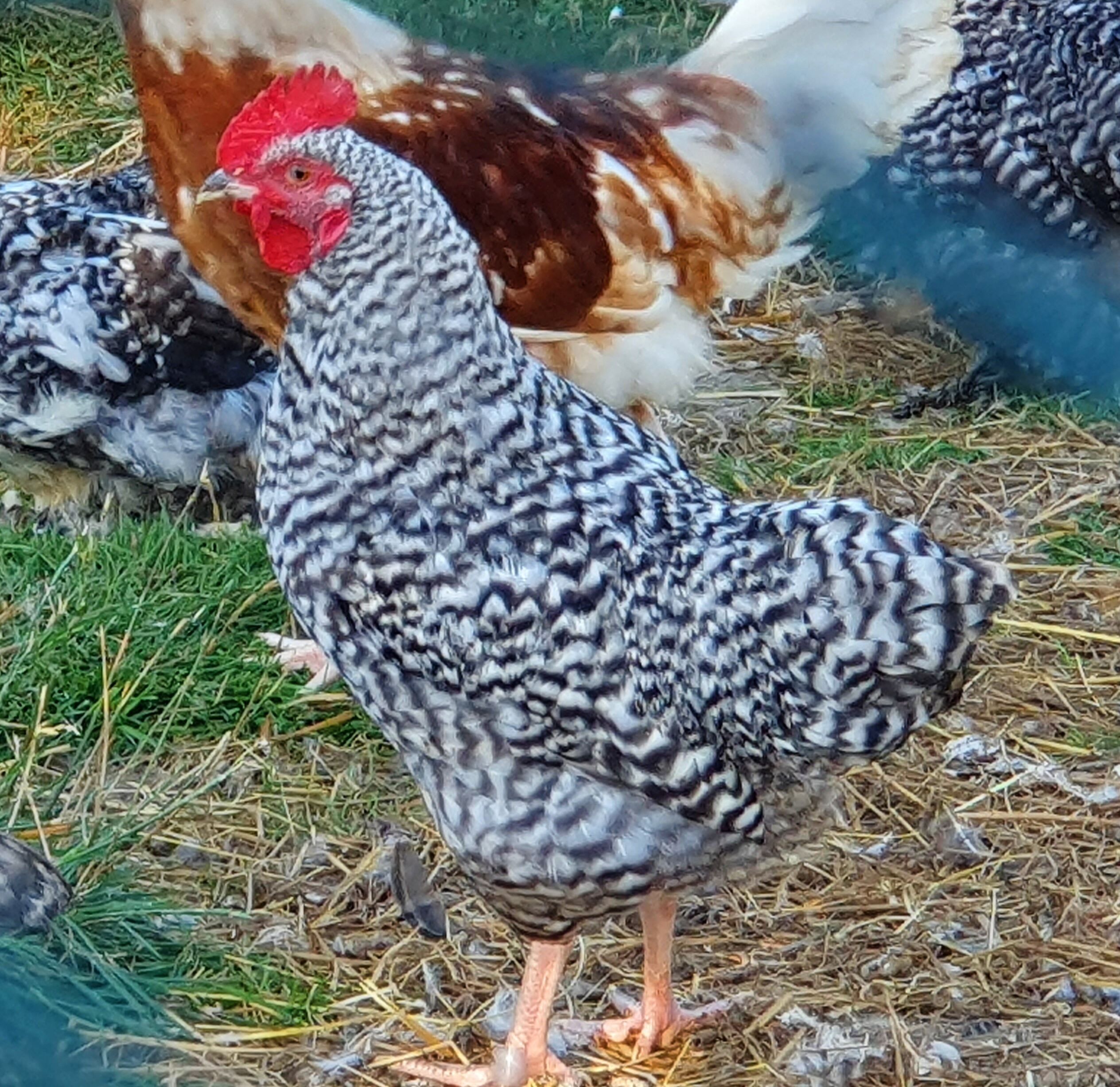 Severdighet
