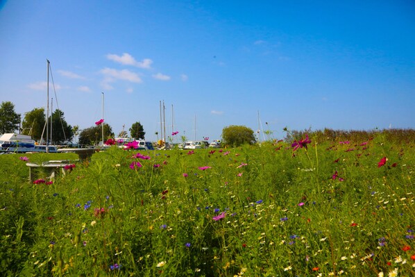 Un campo cubierto de pasto con flores de colores y varios veleros al fondo.