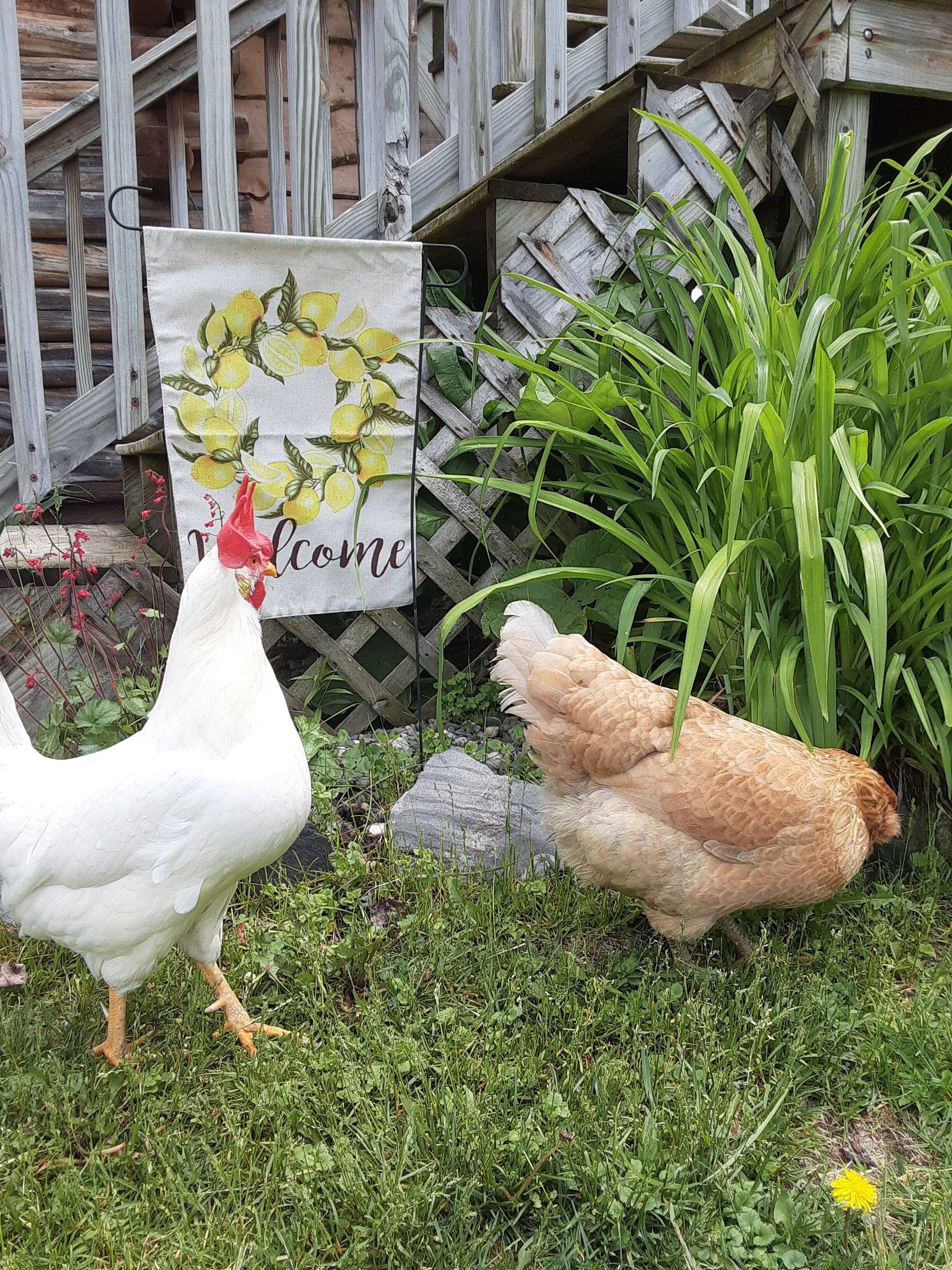 A white chicken and a brown chicken near a wooden fence with a 'Welcome' sign.