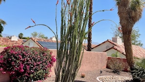 Un jardín con una planta alta y espinosa, una palmera y un arbusto floreciente.