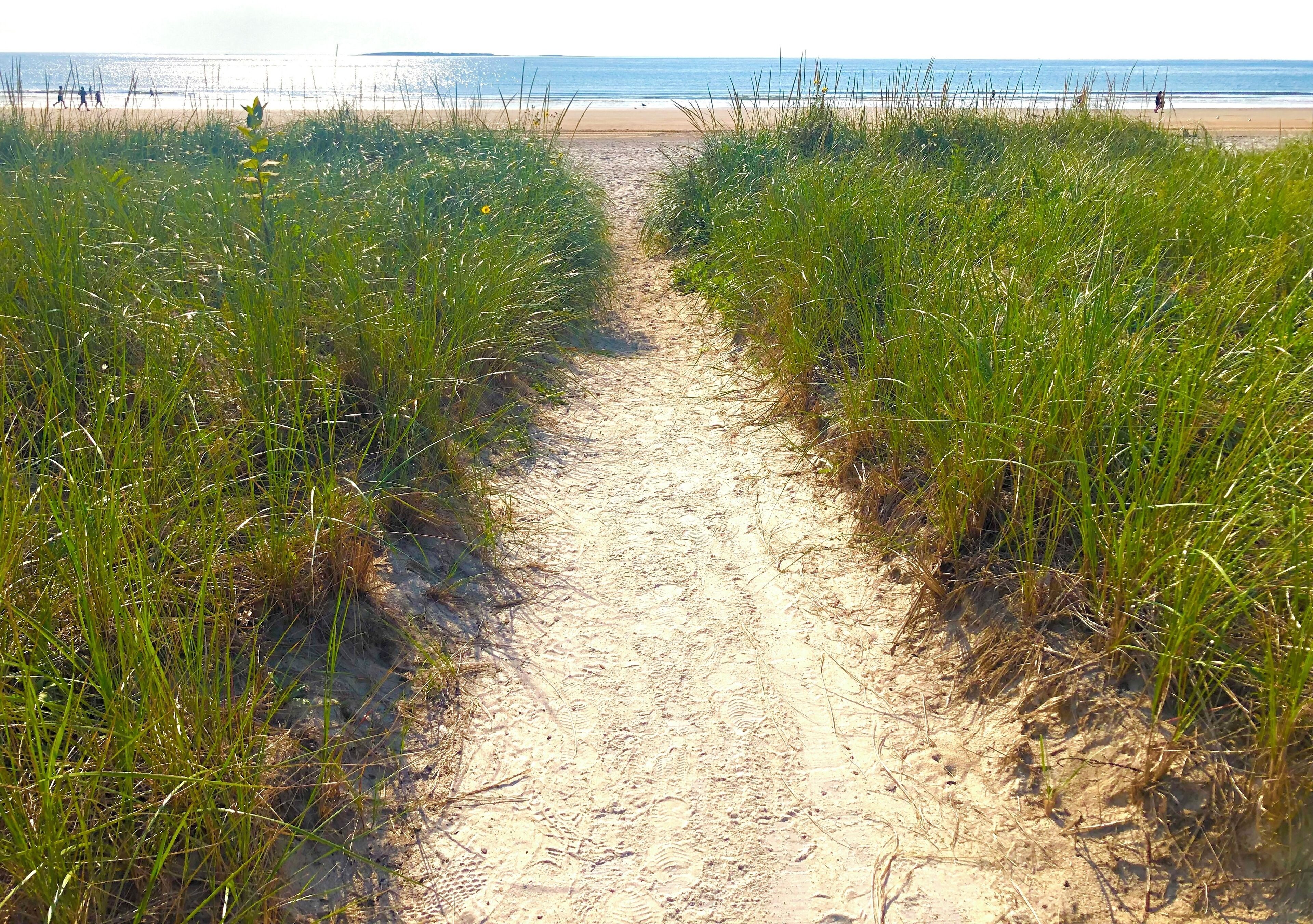 Un sendero arenoso bordeado por hierba alta que lleva a una playa.