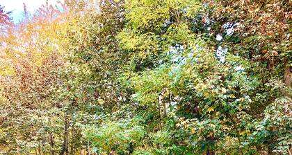 Schöne Ferienwohnung "Bella" im Forsthaus