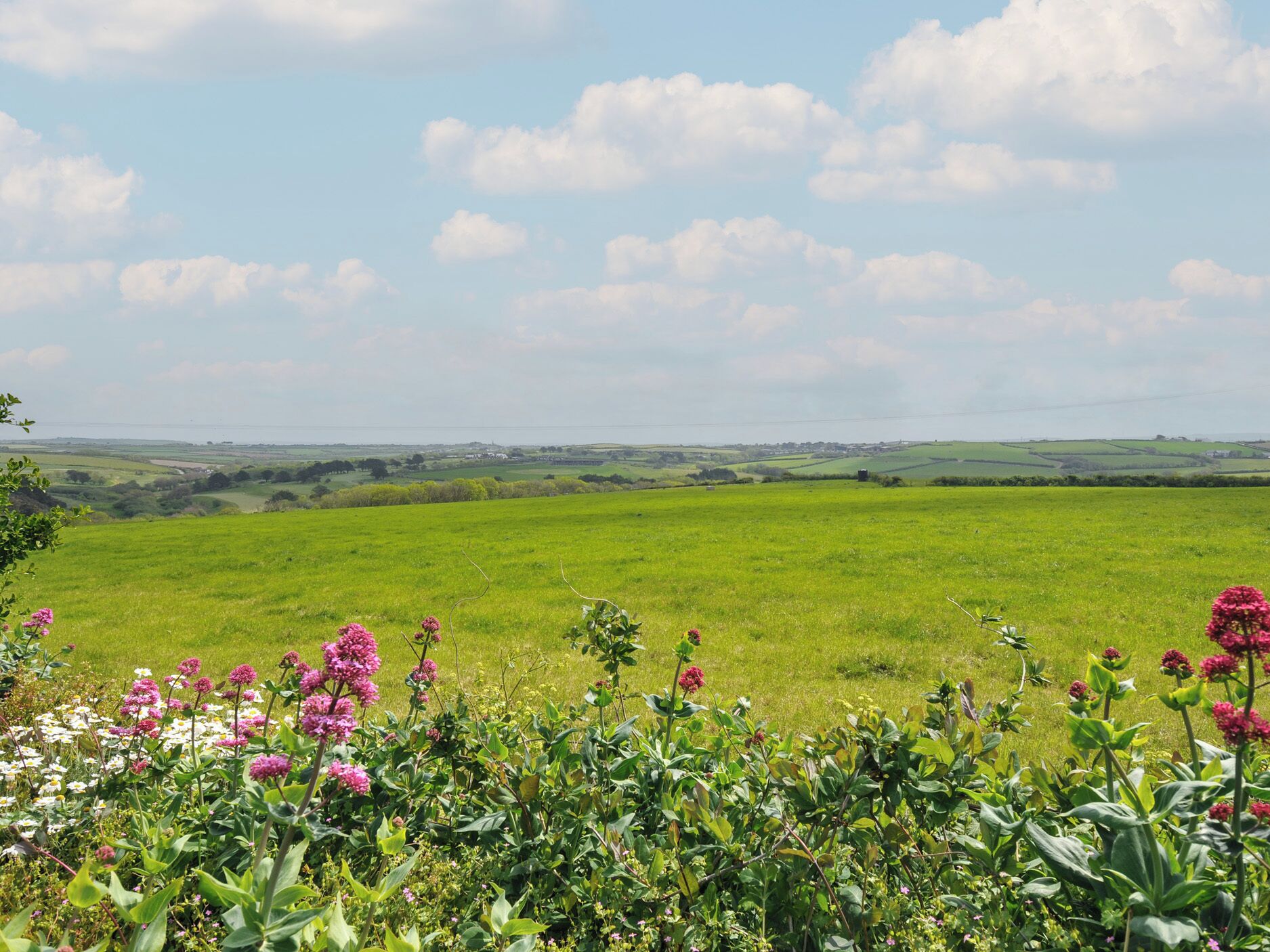 Un paisaje rural con un campo y flores dispersas.