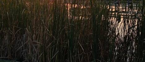 Een tuinhuisje met uitzicht op de ondergaande zon boven het water, omringd door hoge grassen.