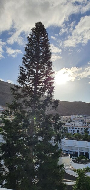 A tall pine tree in front of a coastal town with white buildings and a mountain in the background. - Los Cristianos Penthouse.Sea/Mountain Views.Heated Pool. Wi Fi (Los Cristianos)