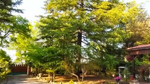 Ein Garten mit gepflastertem Weg, einer Holzkonstruktion und verschiedenen Pflanzen.
