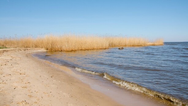 Une plage à l’eau claire, avec un rivage sablonneux et de hautes herbes.