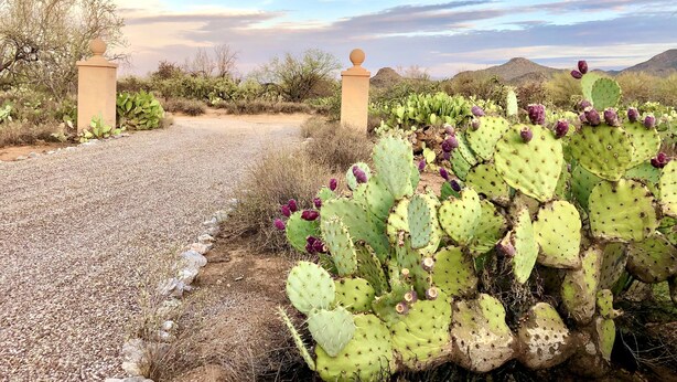 Un paysage désertique avec un sentier de gravier menant à une porte, le tout étant entouré de cactus et d’une végétation clairsemée.