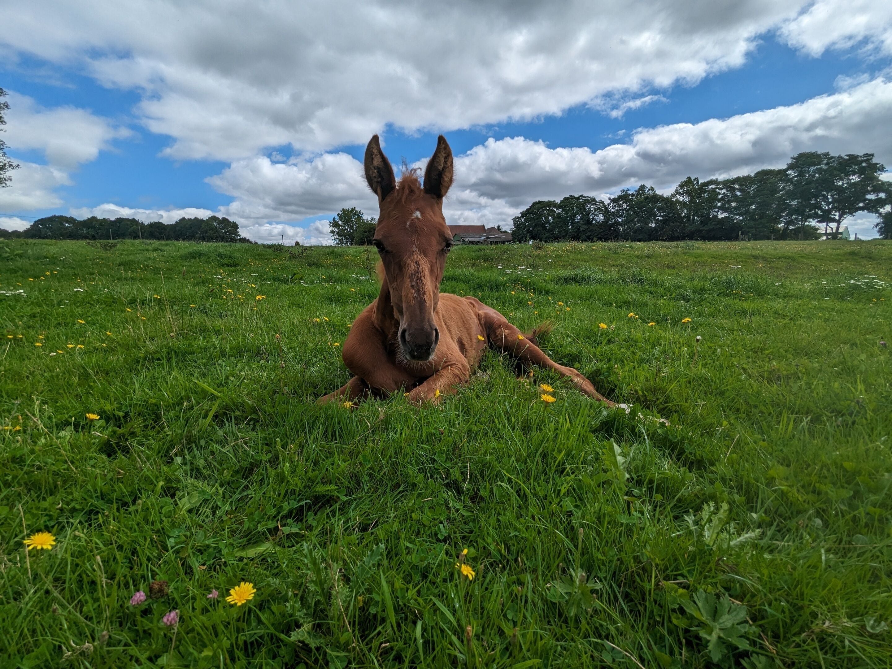 A horse lying in a grassy field with trees and a partly cloudy sky in the background.