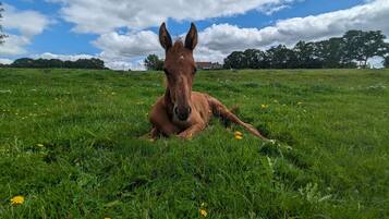 Un caballo descansando en un campo cubierto de hierba, con árboles y un cielo parcialmente nublado al fondo.