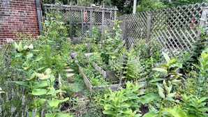 A garden with various plants and a wooden fence.