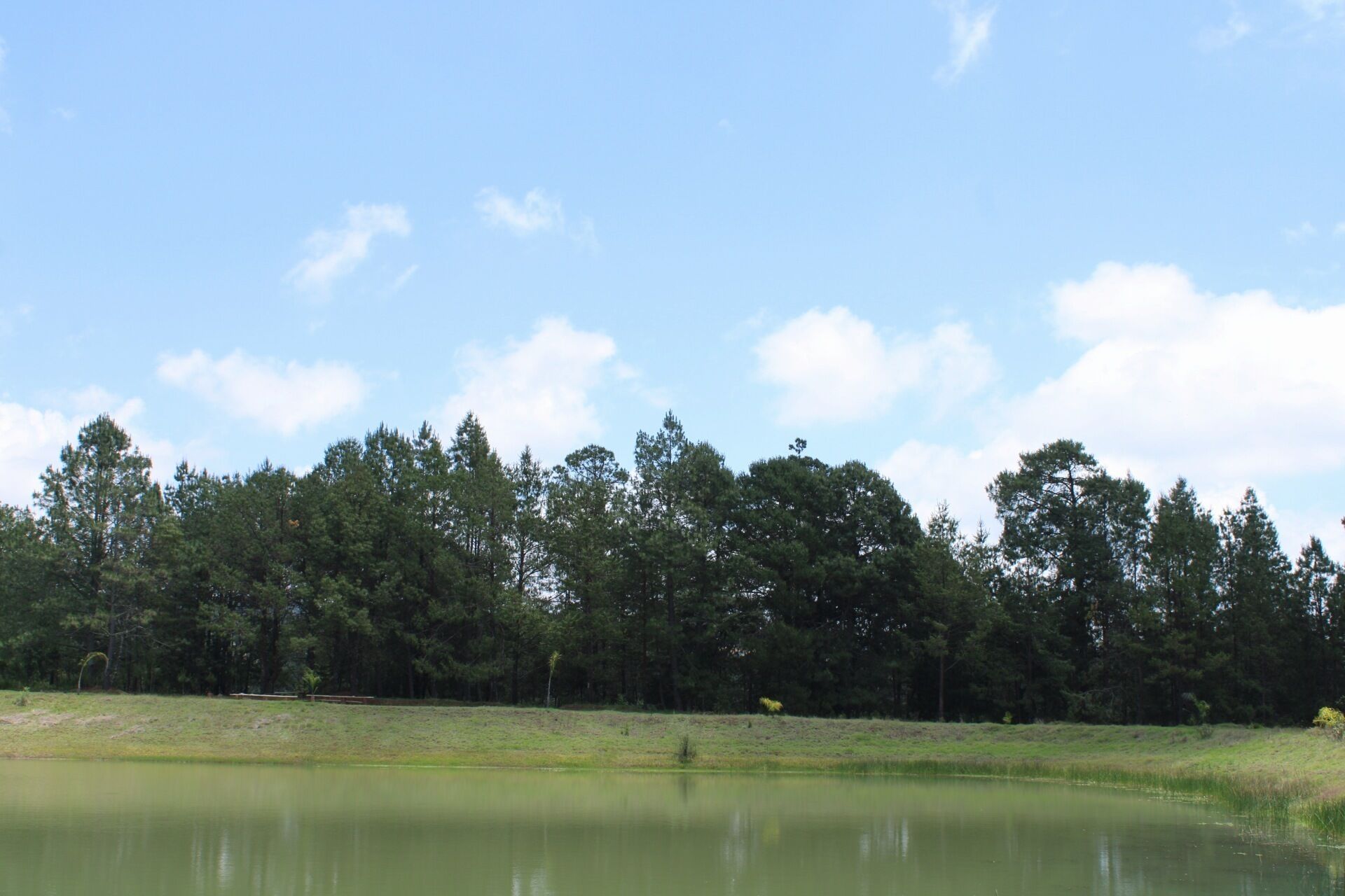 A calm lake with a grassy shore and a dense forest in the background.