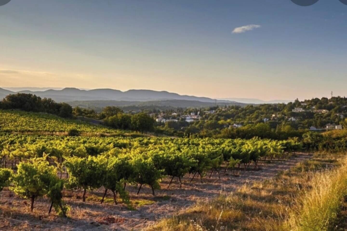 A vineyard with rows of grapevines and a distant view of a town with houses and mountains.