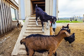 Una rampa de madera que conduce a un edificio, con cabras y gallinas al frente.