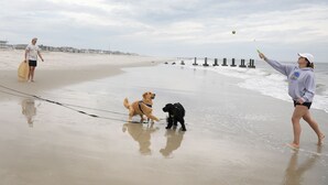 A beach scene with a person playing with a dog, a surfboard, and a kite. - Cape May short walk to the Bay Dogs Welcome!  (Lower Township)