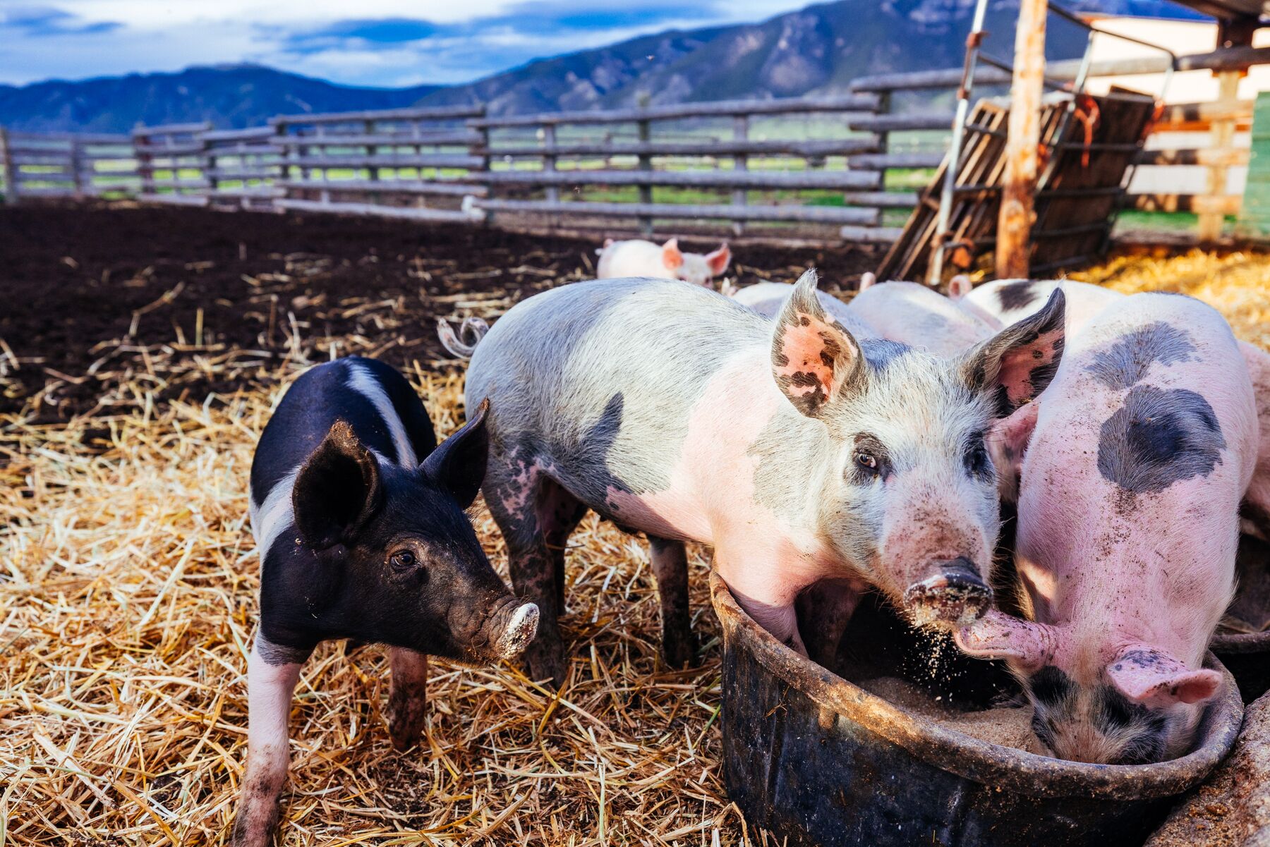 Ein Schweinestall mit Schweinen, die an einem Futterschlag fressen.
