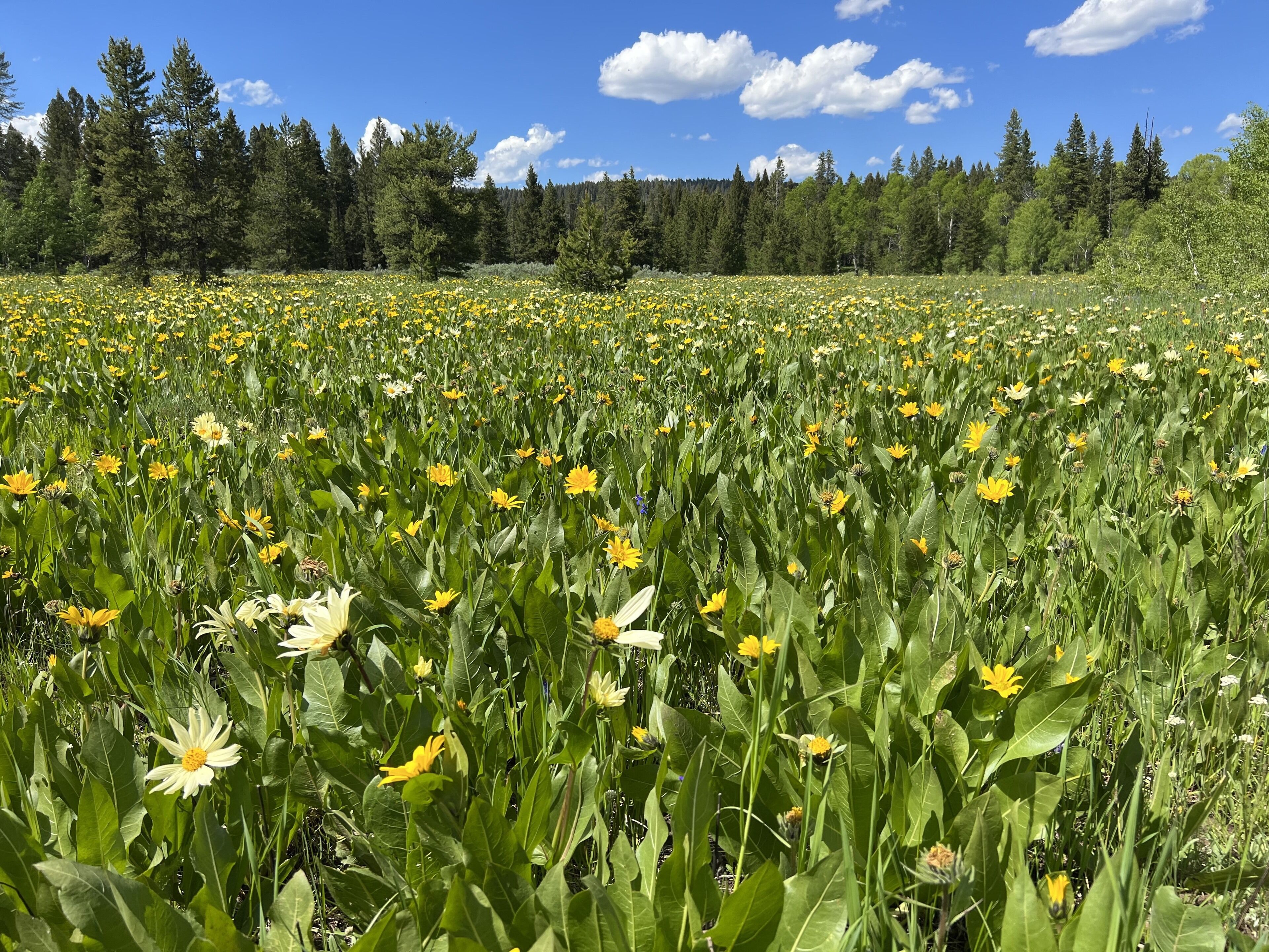 Un champ de fleurs jaunes et blanches, avec une forêt en arrière-plan.