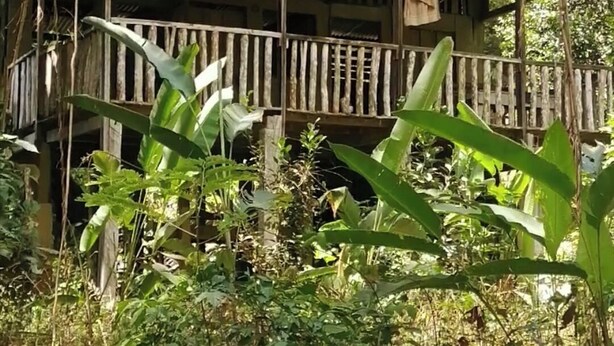 Una struttura in legno rustica con un balcone, immersa in una fitta vegetazione tropicale.