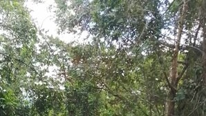 Un sentiero sterrato circondato da fitta vegetazione.