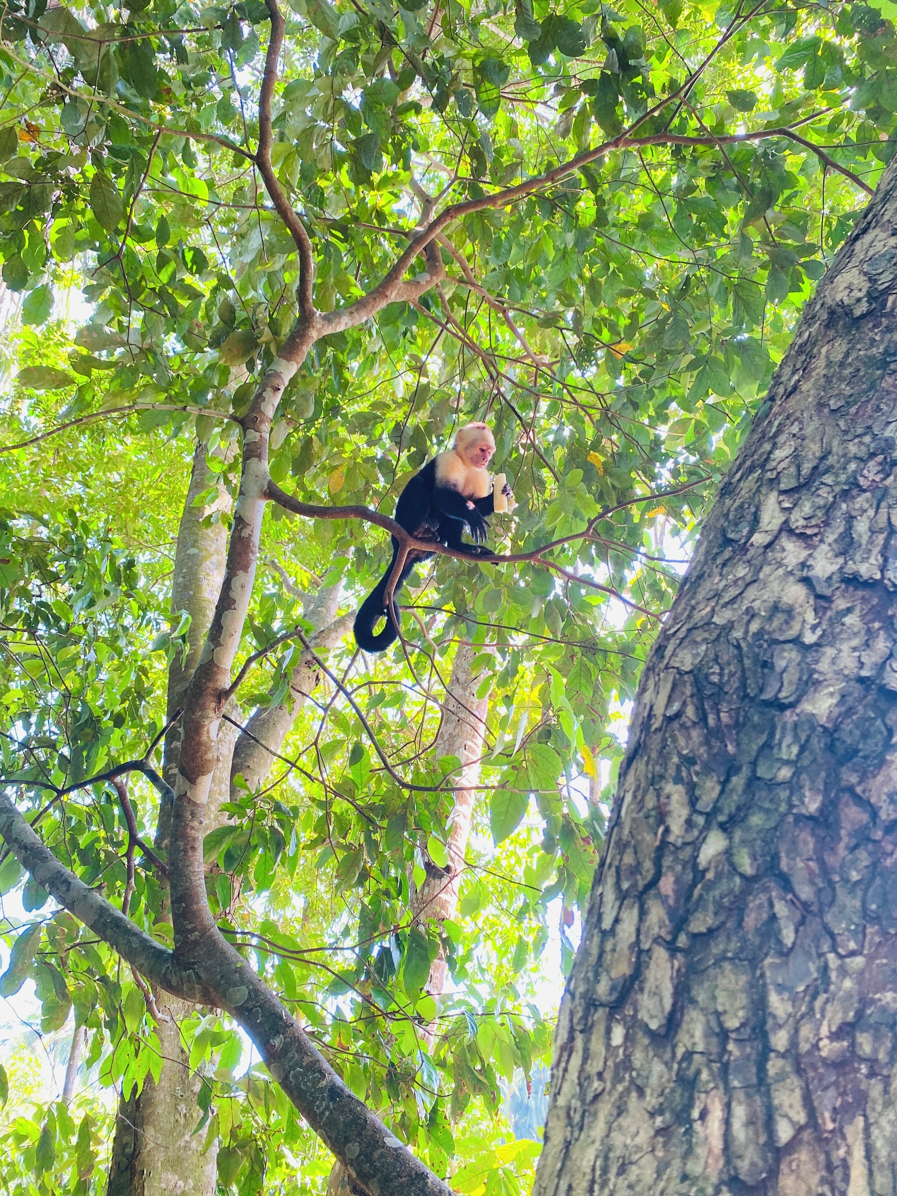 Un mono sentado en una rama de árbol.