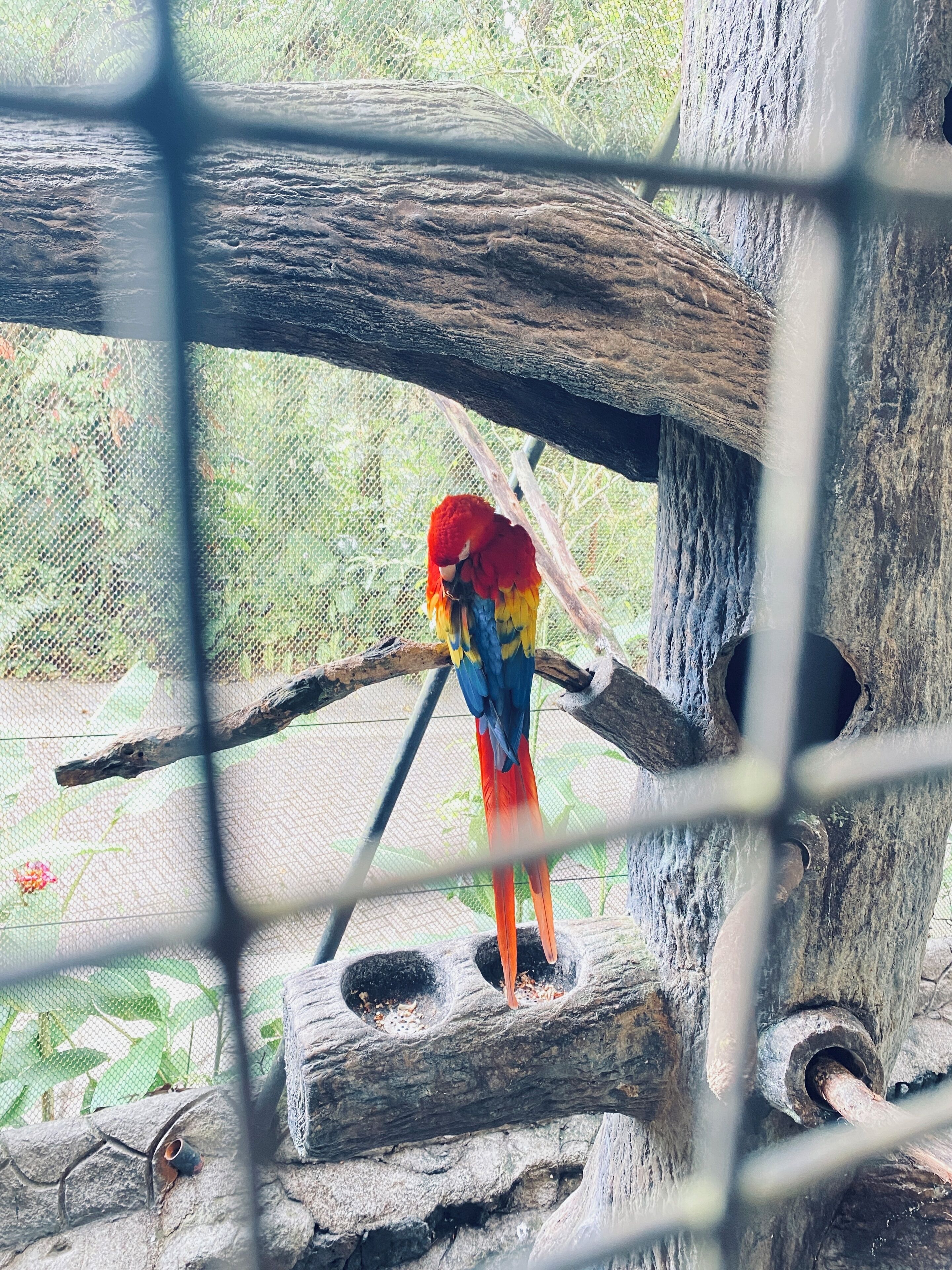 A birdcage with a parrot perched on a branch.