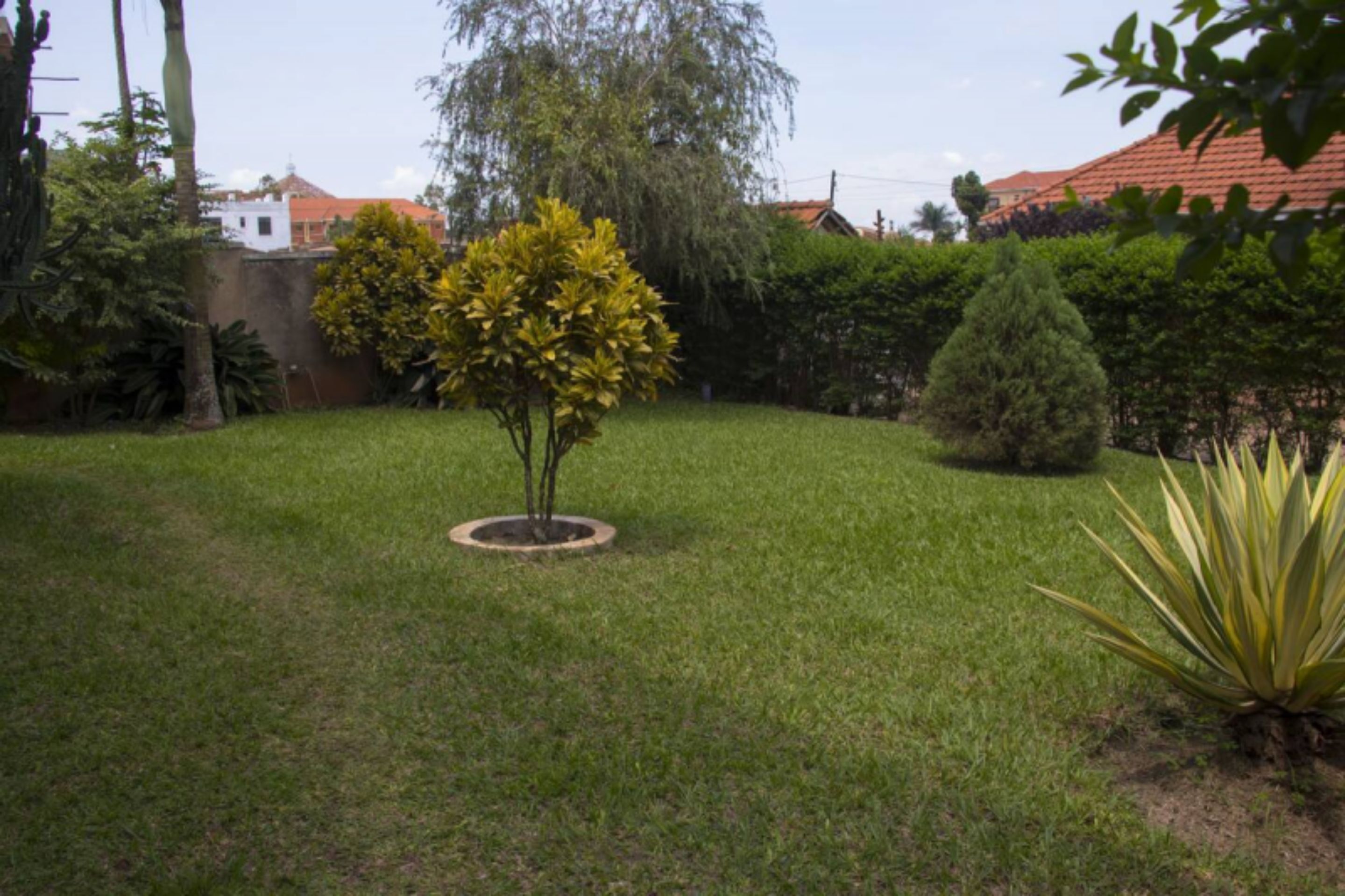 Um jardim bem cuidado com uma árvore central, um arbusto pequeno e uma planta grande à direita.
