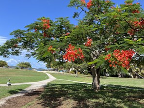 A tree with red flowers and green leaves in a park with a clear sky.