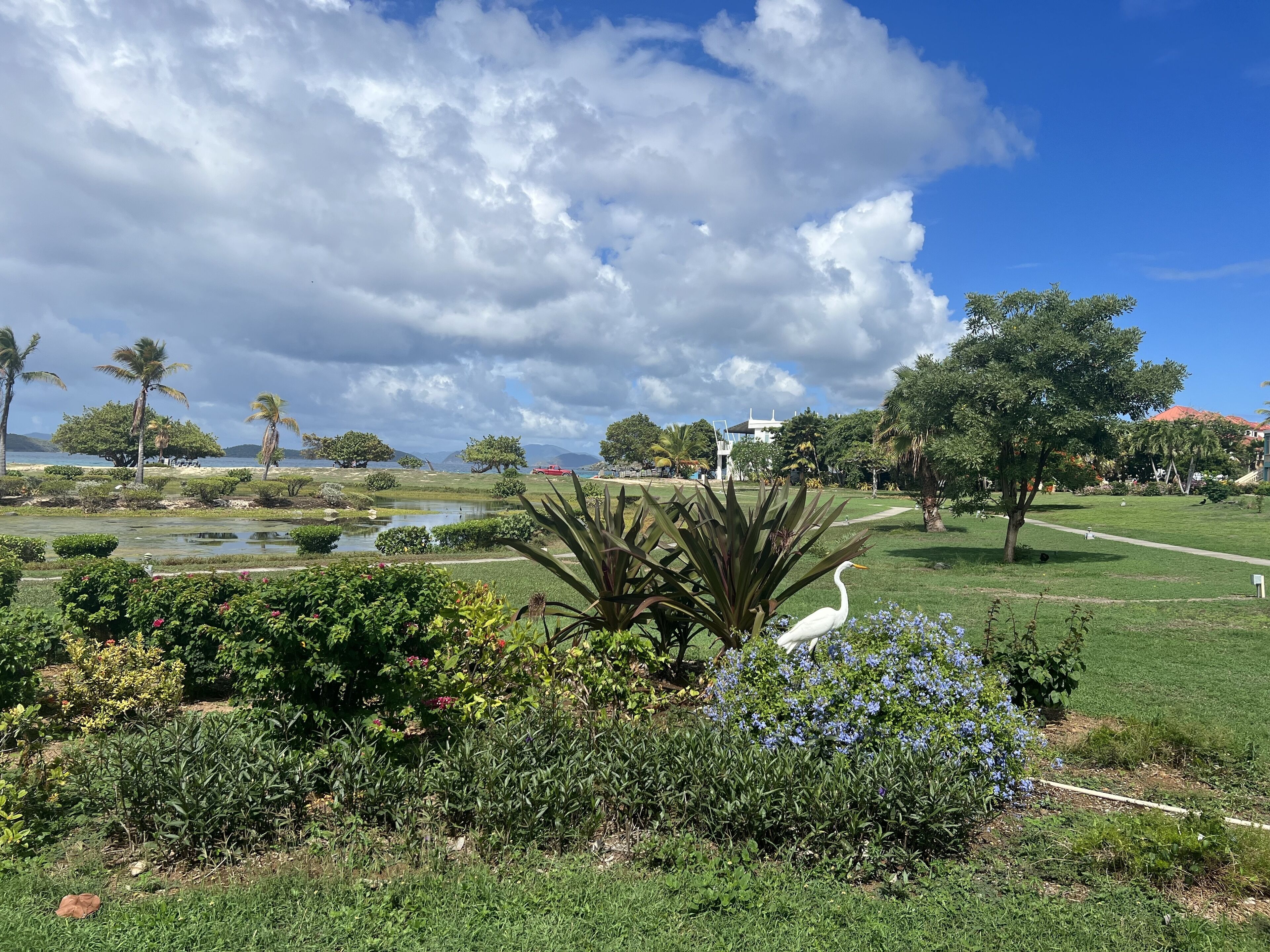 Un parc avec un étang, différentes espèces de plantes et un oiseau blanc.