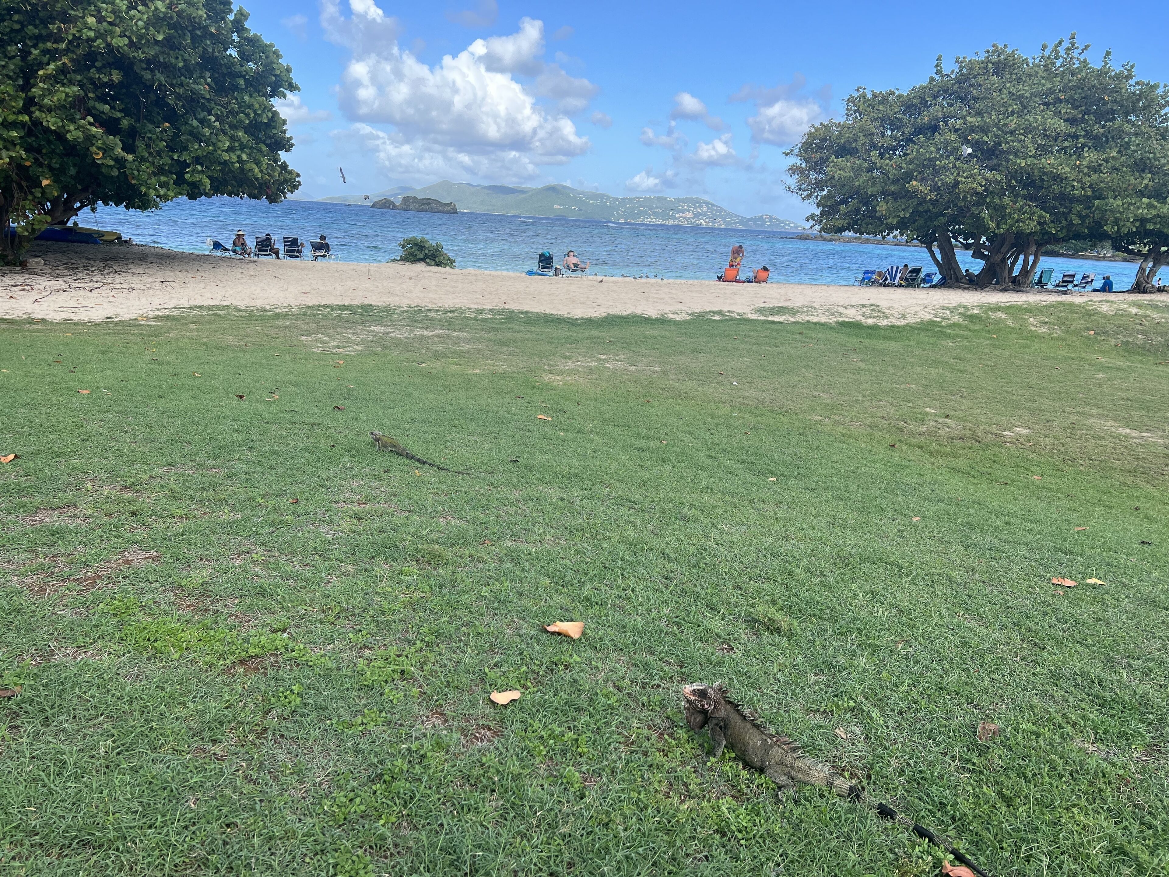 A grassy area with a tree and a beach in the background.