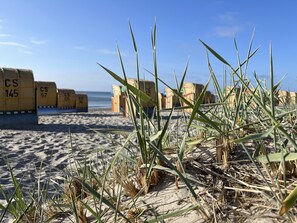 Uma praia com areia, algas marinhas e estruturas de madeira identificadas com números CS.