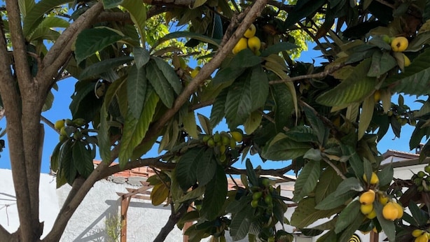 A patio with a table and chairs, surrounded by potted plants and a tree with yellow fruits. - Holiday Home Villetta Luisa with Mountain View & Terraces (Villa San Pietro)