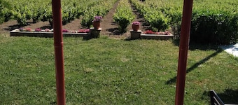 Traditional Country House for 5 in Zakynthos