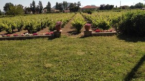 Un vignoble avec des rangées de vignes et des parterres de fleurs.